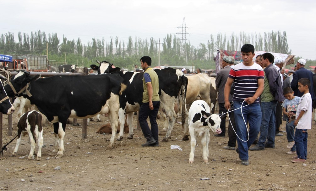   Sunday Livestock Market, Kashgar, Xinjiang, China