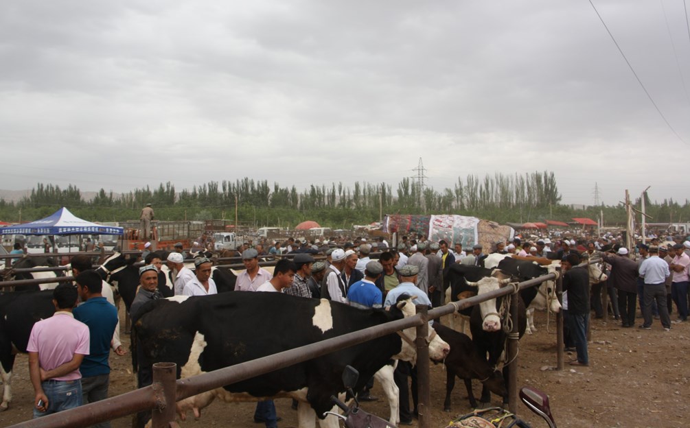 Sunday Livestock Market, Kashgar, Xinjiang, China