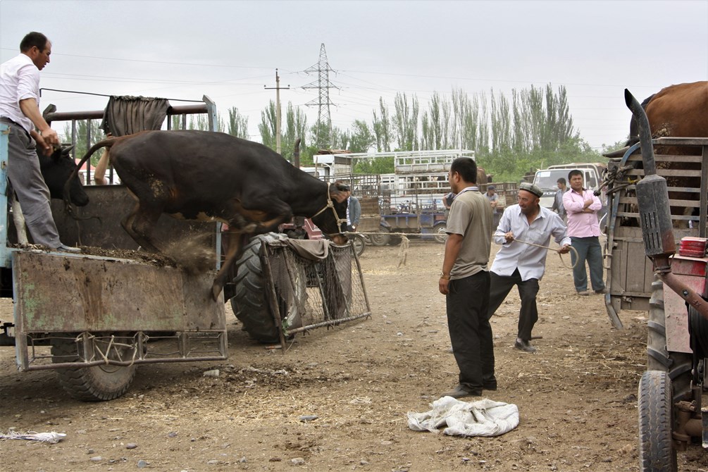   Sunday Livestock Market, Kashgar, Xinjiang, China