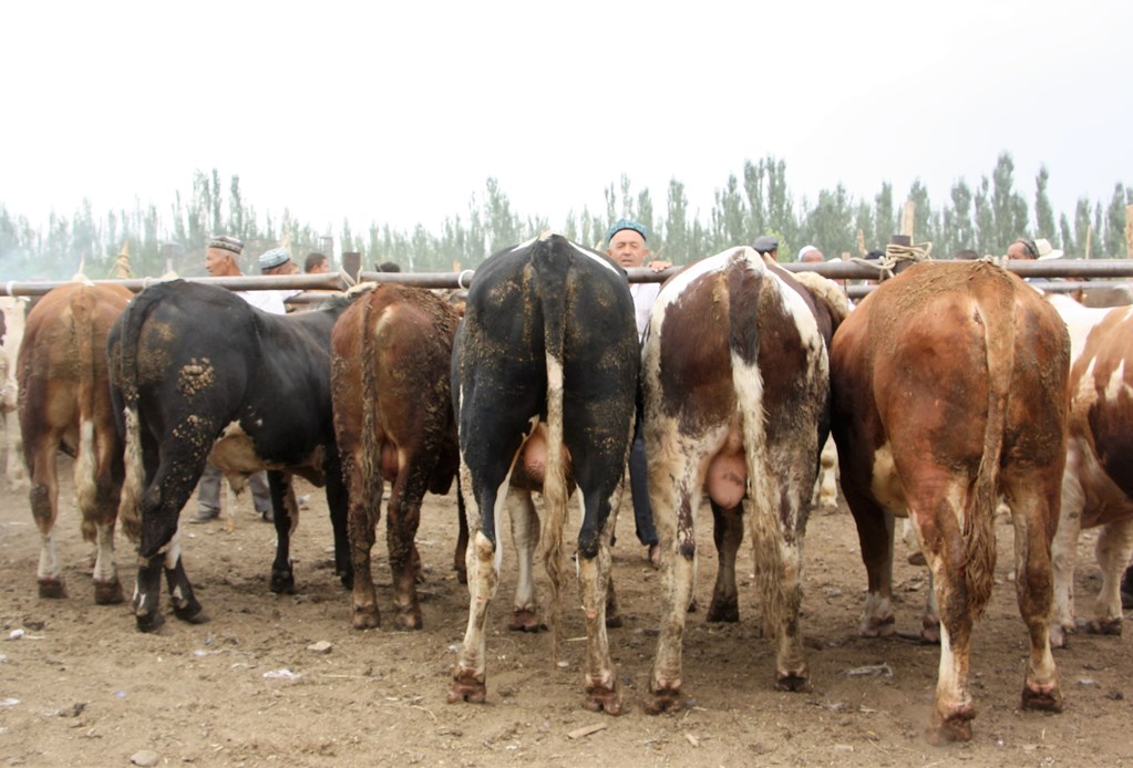  Sunday Livestock Market, Kashgar, Xinjiang, China
