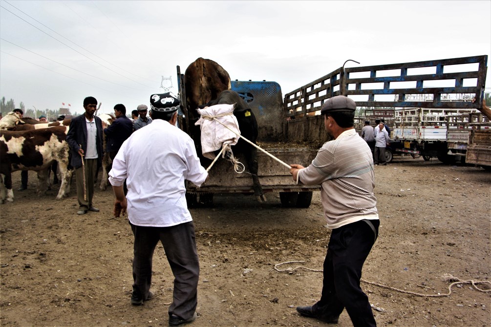   Sunday Livestock Market, Kashgar, Xinjiang, China