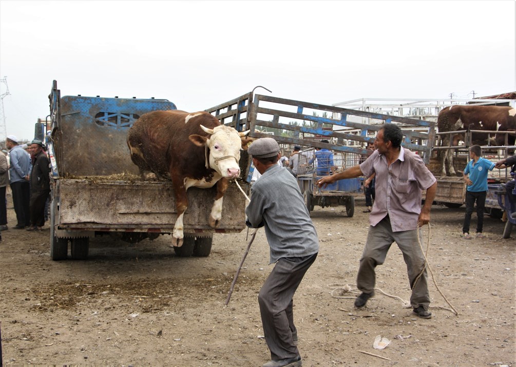   Sunday Livestock Market, Kashgar, Xinjiang, China
