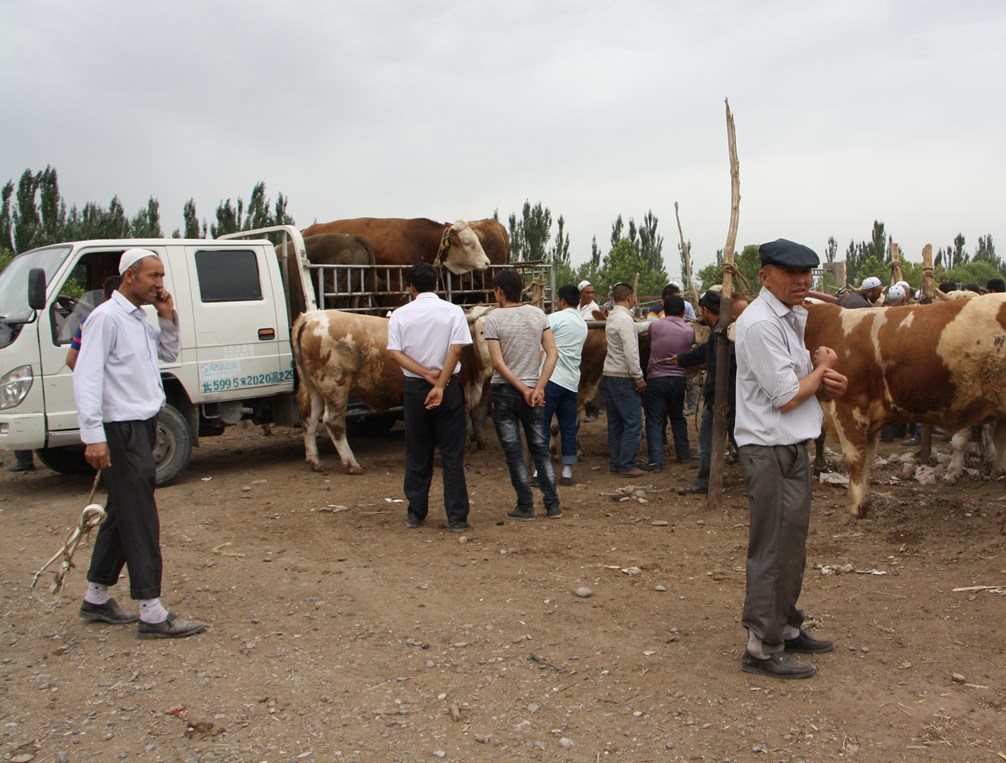 Sunday Livestock Market, Kashgar, Xinjiang, China