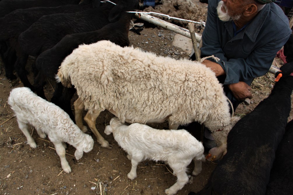 Sunday Livestock Market, Kashgar, Xinjiang, China