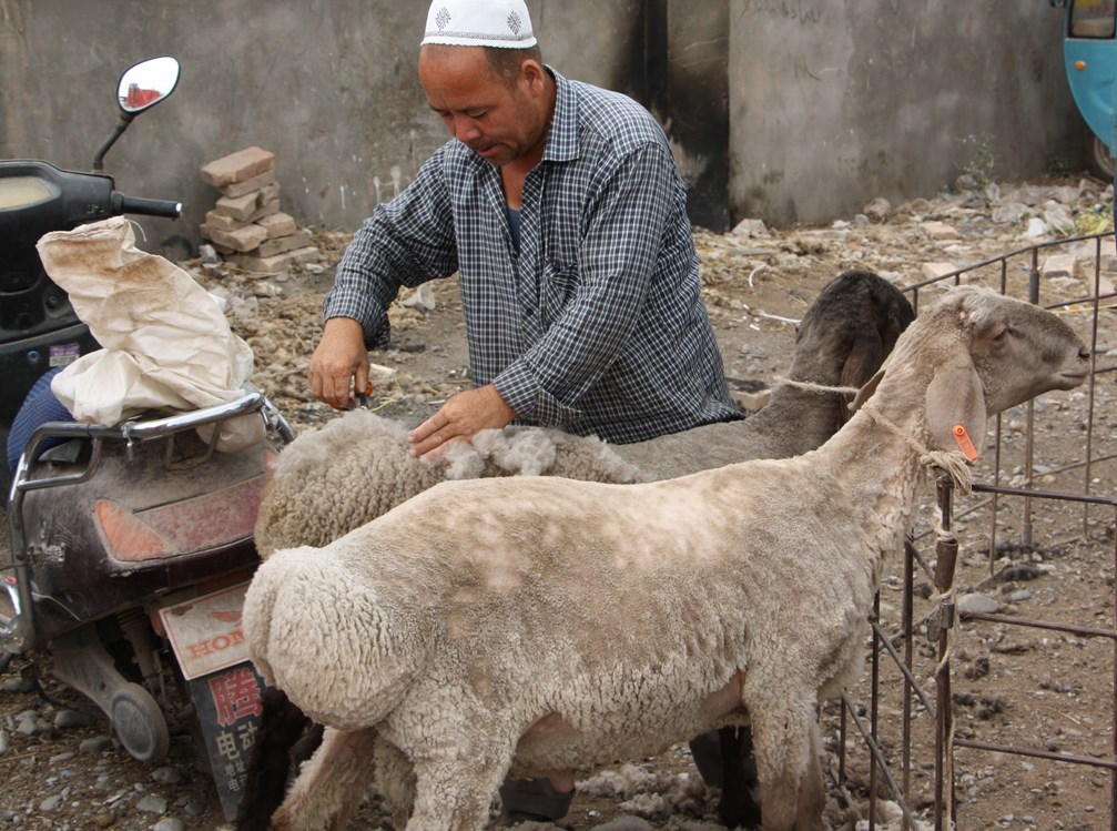 Sunday Livestock Market, Kashgar, Xinjiang, China