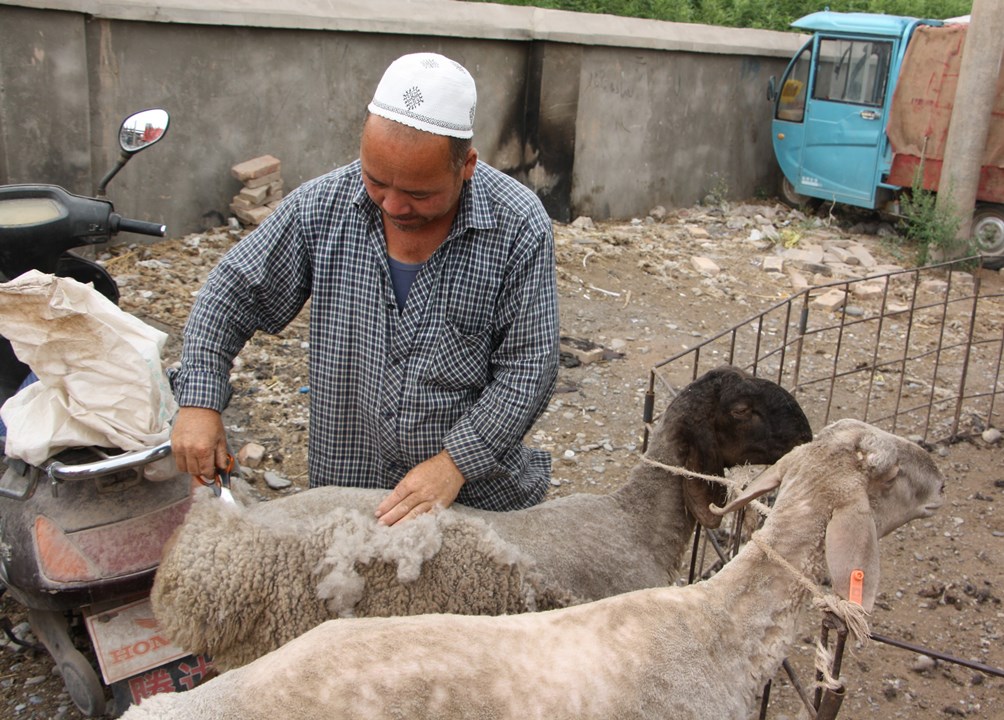 Sunday Livestock Market, Kashgar, Xinjiang, China