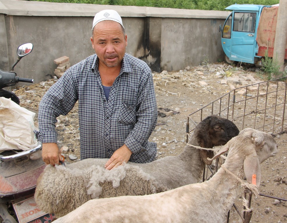 Sunday Livestock Market, Kashgar, Xinjiang, China