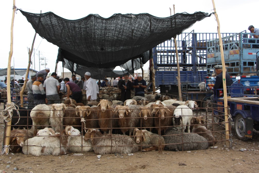 Sunday Livestock Market, Kashgar, Xinjiang, China