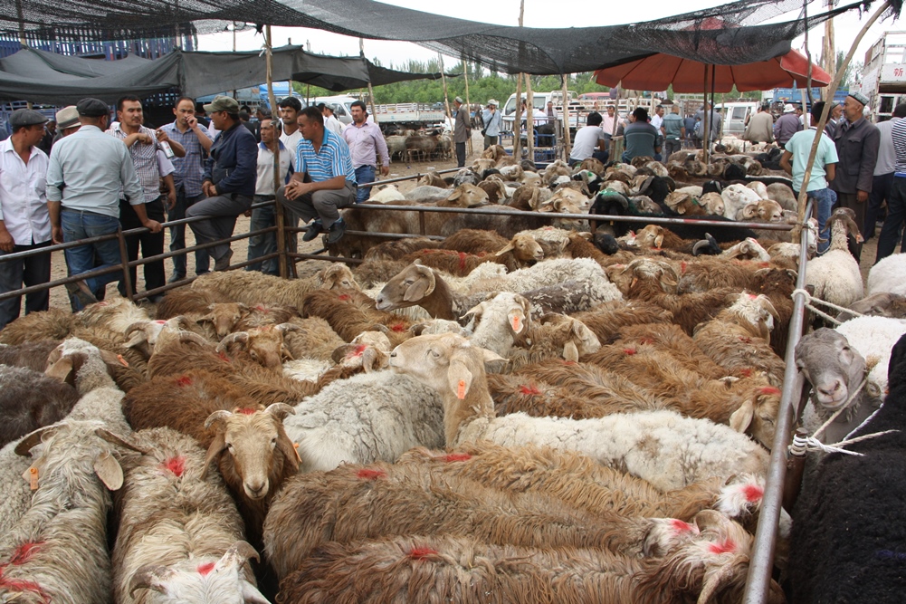 Sunday Livestock Market, Kashgar, Xinjiang, China