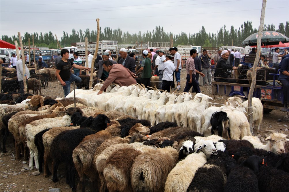 Sunday Livestock Market, Kashgar, Xinjiang, China