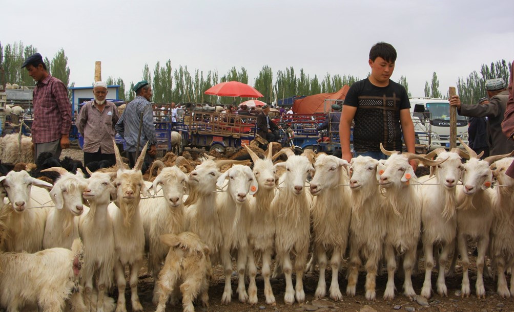 Sunday Livestock Market, Kashgar, Xinjiang, China