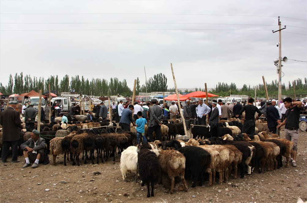 Sunday Livestock Market, Kashgar, Xinjiang, China