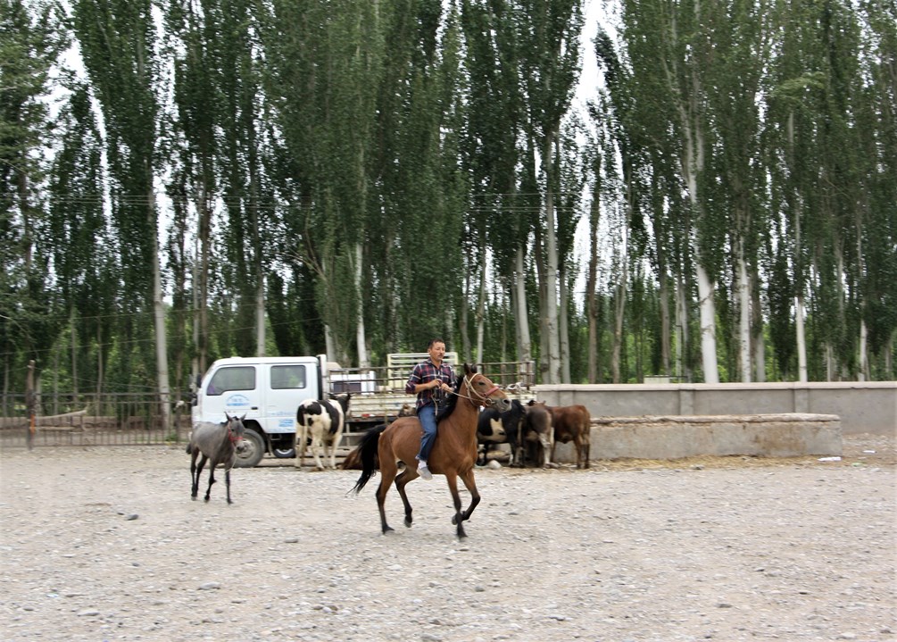 Test Drive, Sunday Livestock Market, Kashgar, Xinjiang, China