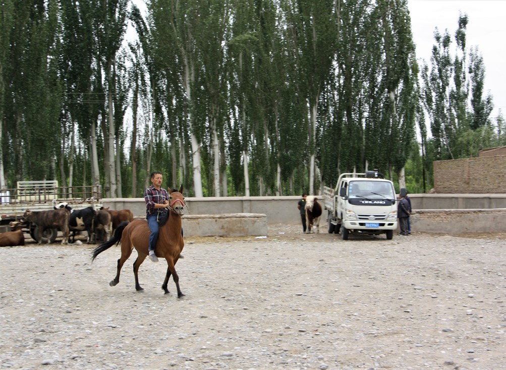 Test Drive, Sunday Livestock Market, Kashgar, Xinjiang, China