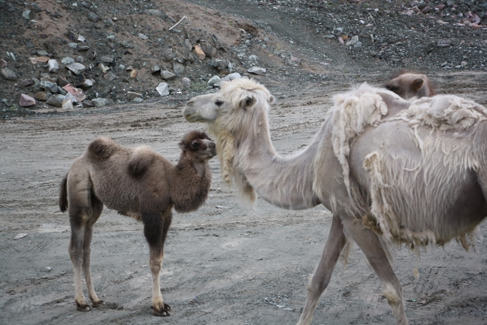 Karakorum Highway, Tajik Autonomous County, Xinjiang, China