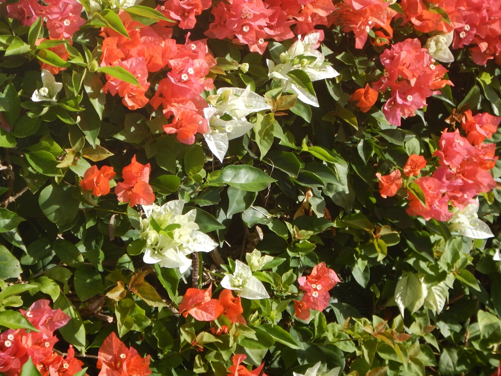 Bougainvillea Apartments, Grand Anse, Grenada 