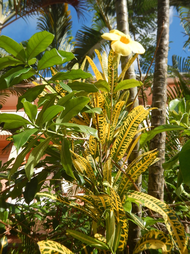 Bougainvillea Apartments, Grand Anse, Grenada 