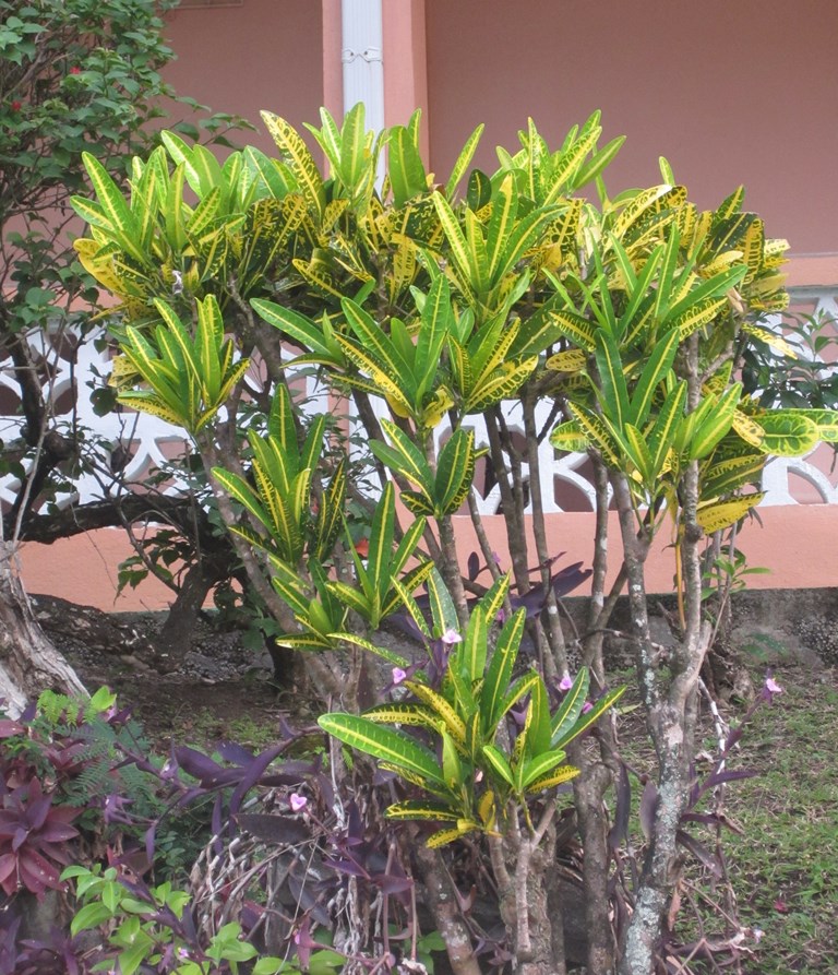 Bougainvillea Apartments, Grand Anse, Grenada 