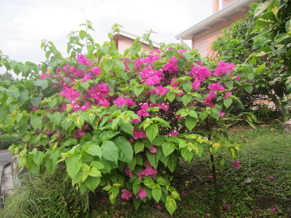 Bougainvillea Apartments, Grand Anse, Grenada 