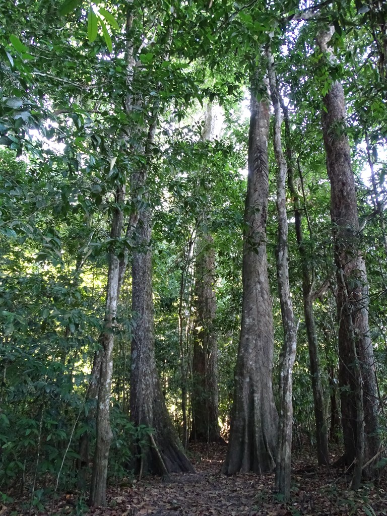 Iwokrama Rain Forest,  Guyana