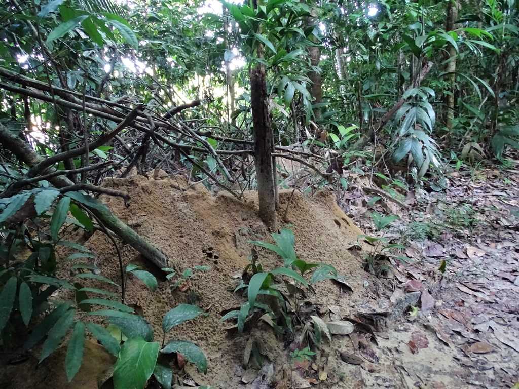 Leaf Cutter Ant Nest, Iwokrama Rain Forest,  Guyana