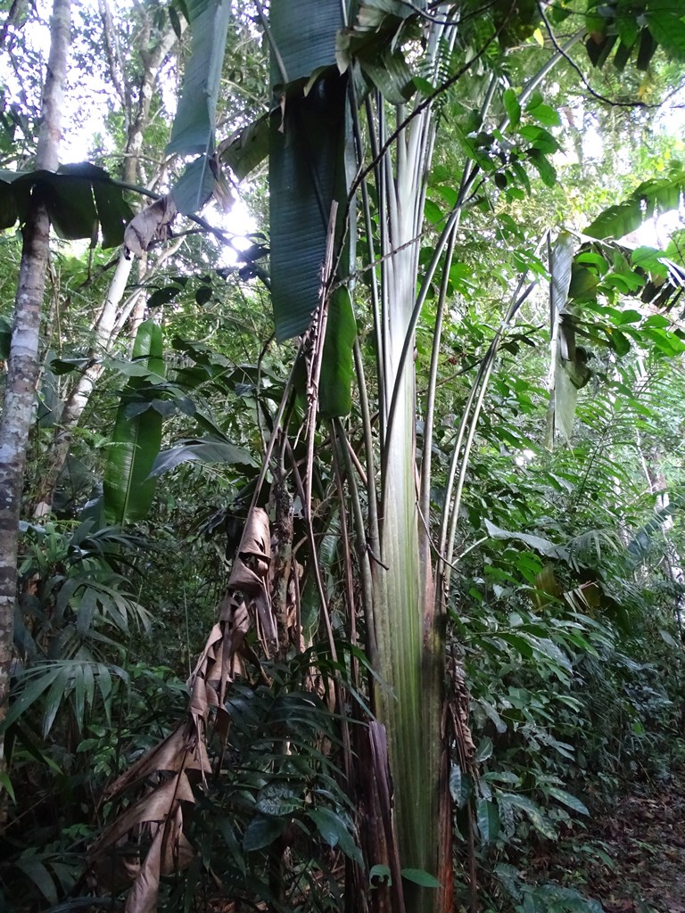 Iwokrama Rain Forest,  Guyana