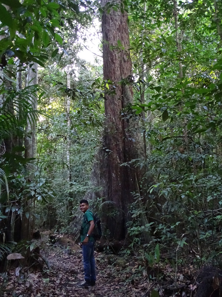 Iwokrama Rain Forest,  Guyana