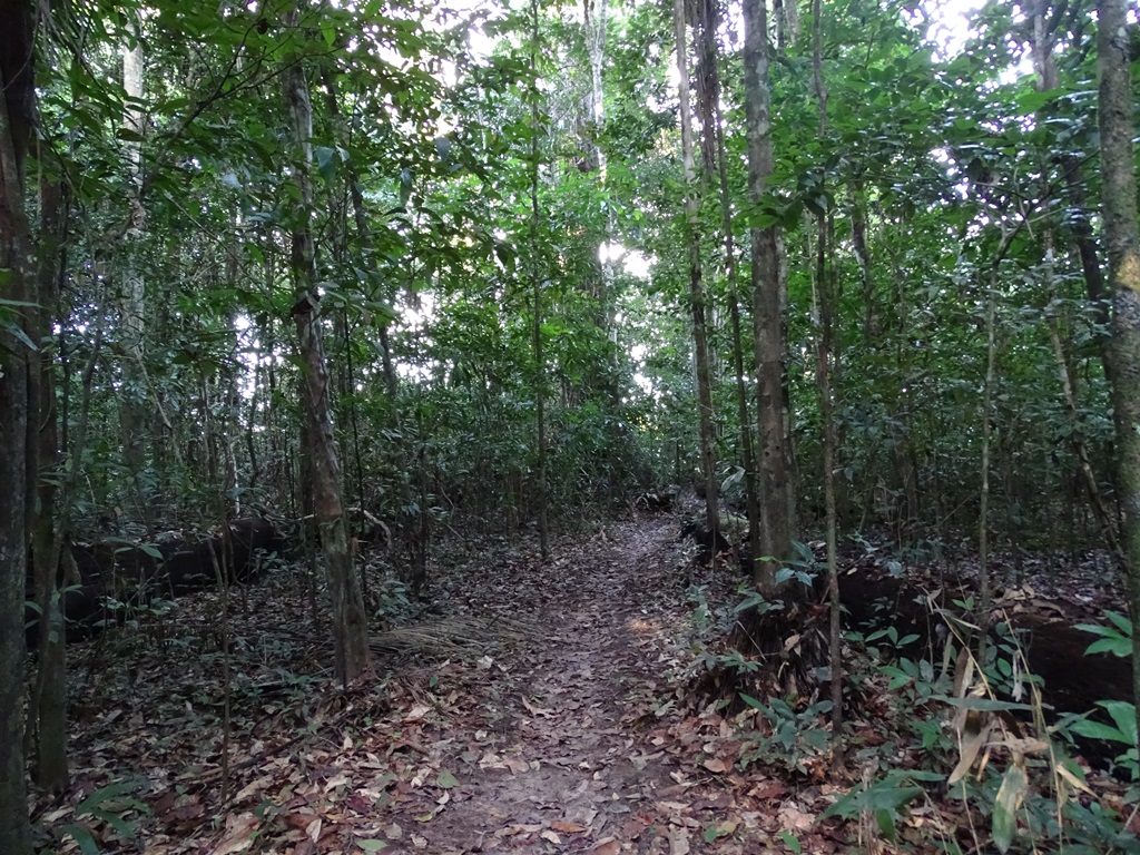 Iwokrama Rain Forest,  Guyana