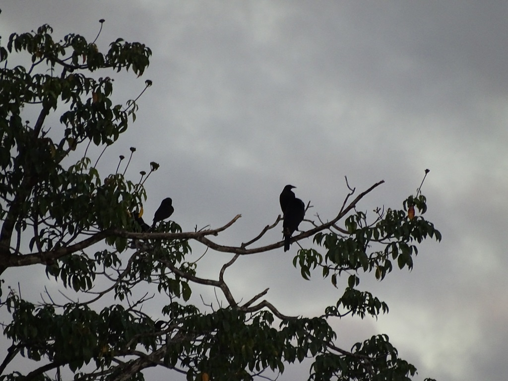 Iwokrama River Lodge, Essequibo River, Guyana