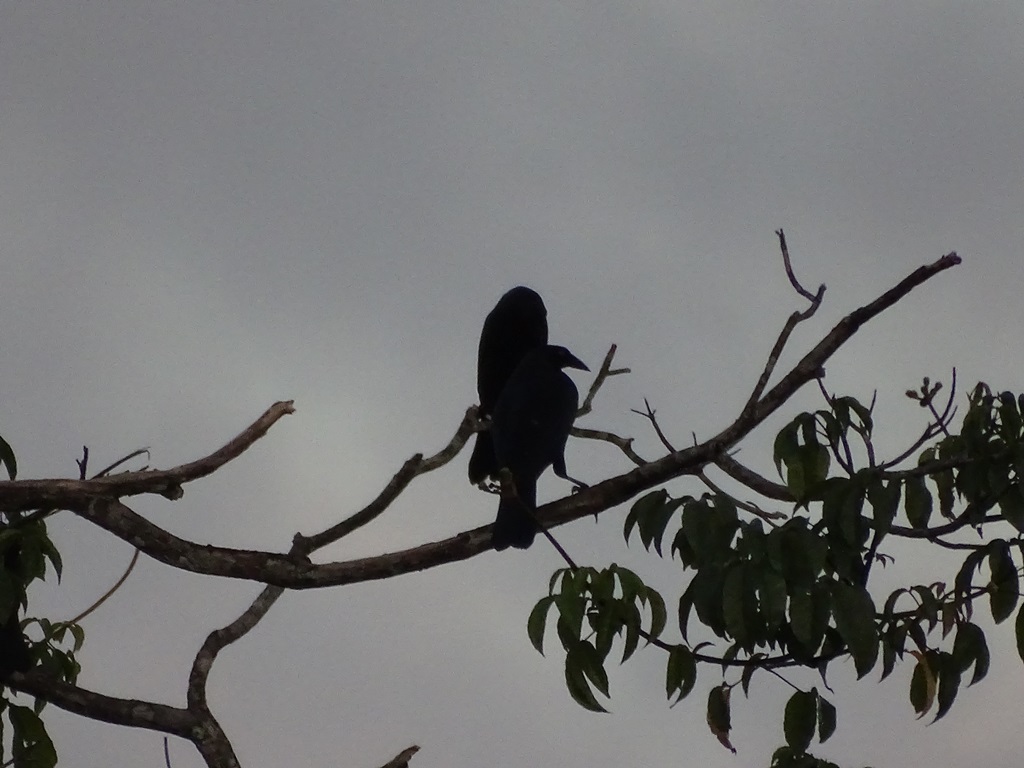 Iwokrama River Lodge, Essequibo River, Guyana