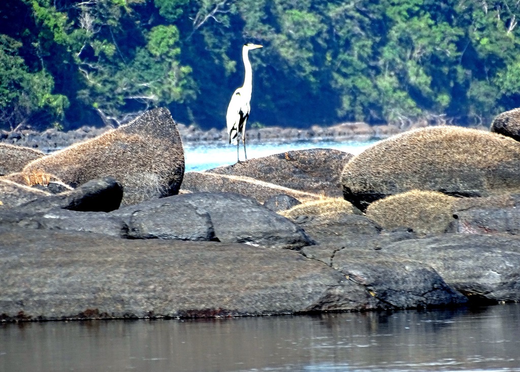 Iwokrama River Lodge, Essequibo River, Guyana