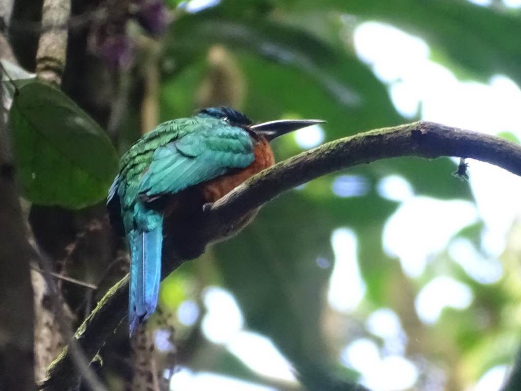 Iwokrama River Lodge, Essequibo River, Guyana