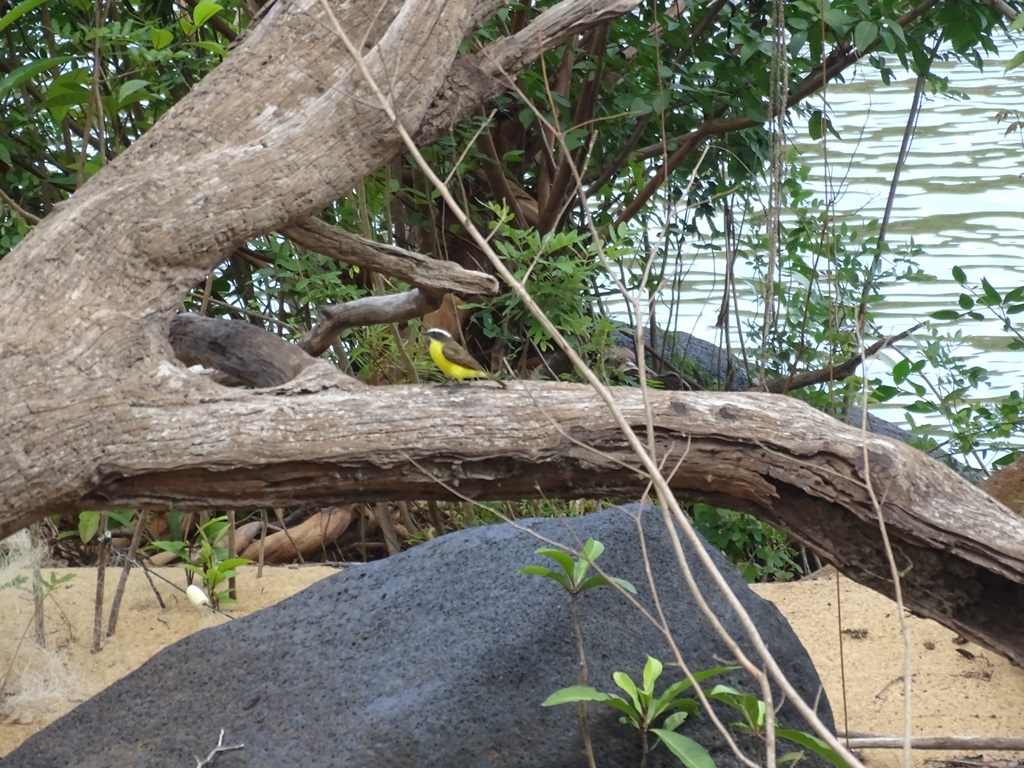 Iwokrama River Lodge, Essequibo River, Guyana