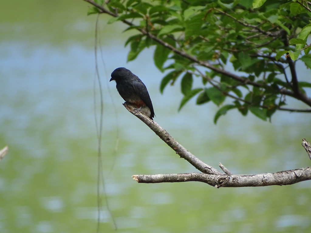 Iwokrama River Lodge, Essequibo River, Guyana