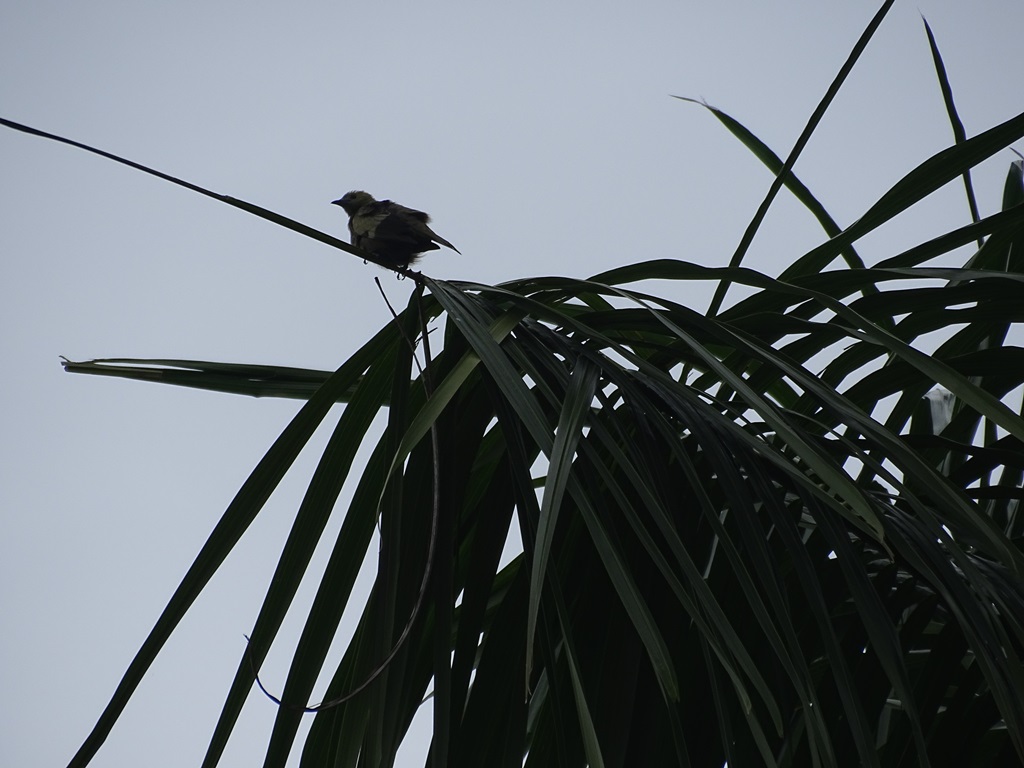 Iwokrama River Lodge, Essequibo River, Guyana