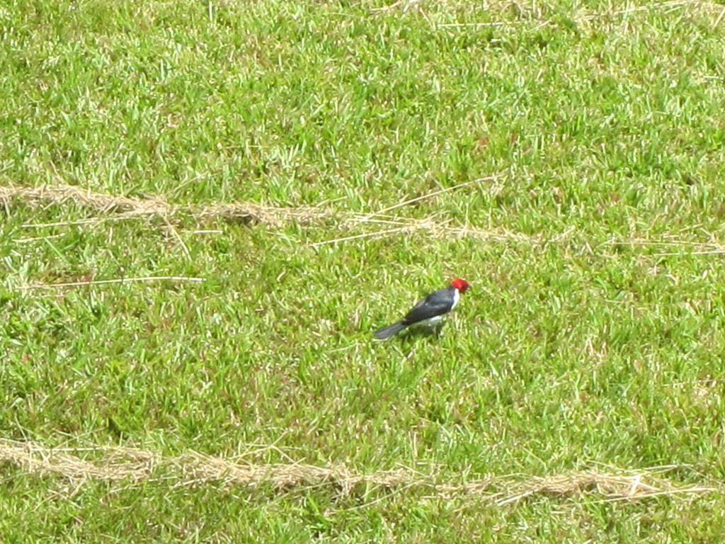 Iwokrama River Lodge, Essequibo River, Guyana