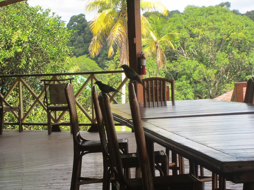 Iwokrama River Lodge, Essequibo River, Guyana