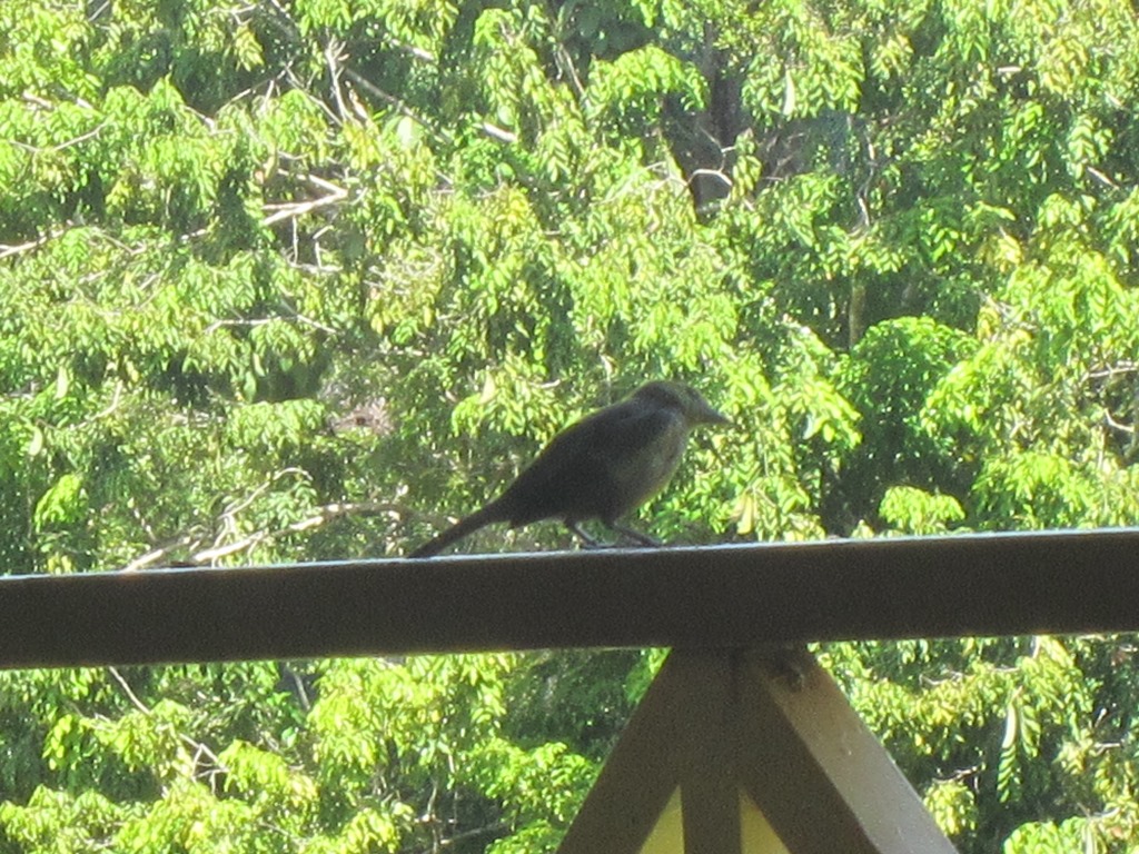 Iwokrama River Lodge, Essequibo River, Guyana