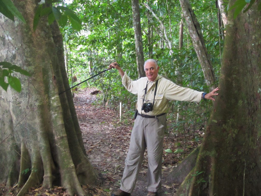 Jungle Clearing, Iwokrama Rain Forest,  Guyana