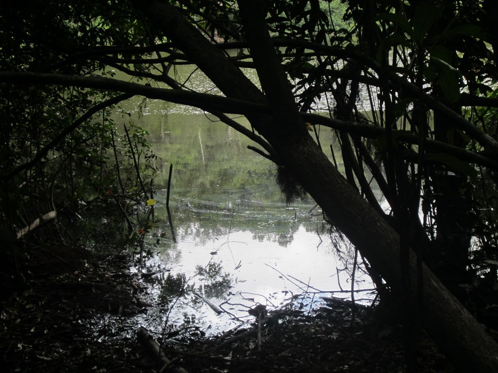 Jungle Pond, Iwokrama Rain Forest,  Guyana
