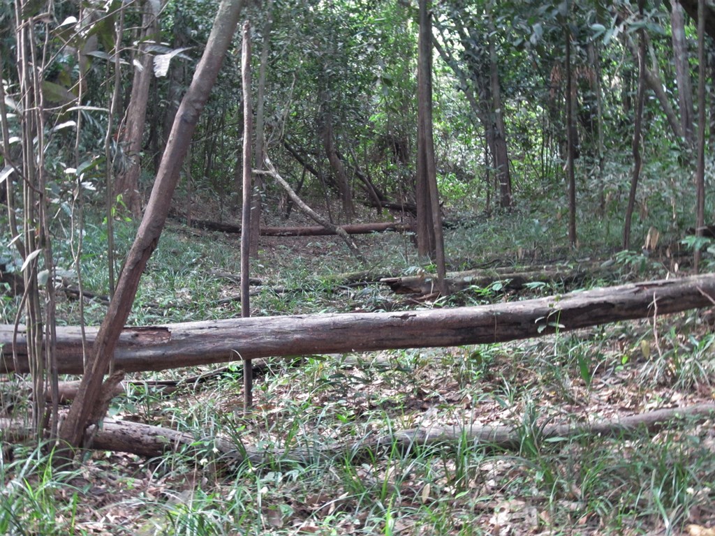 Iwokrama Rain Forest,  Guyana