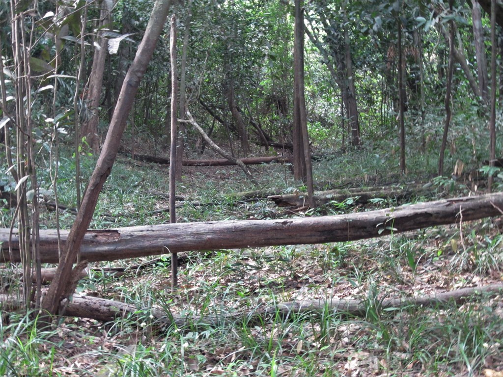 Iwokrama Rain Forest,  Guyana