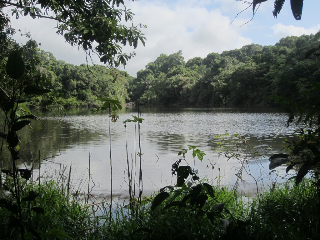 Jungle Pond, Iwokrama Rain Forest,  Guyana