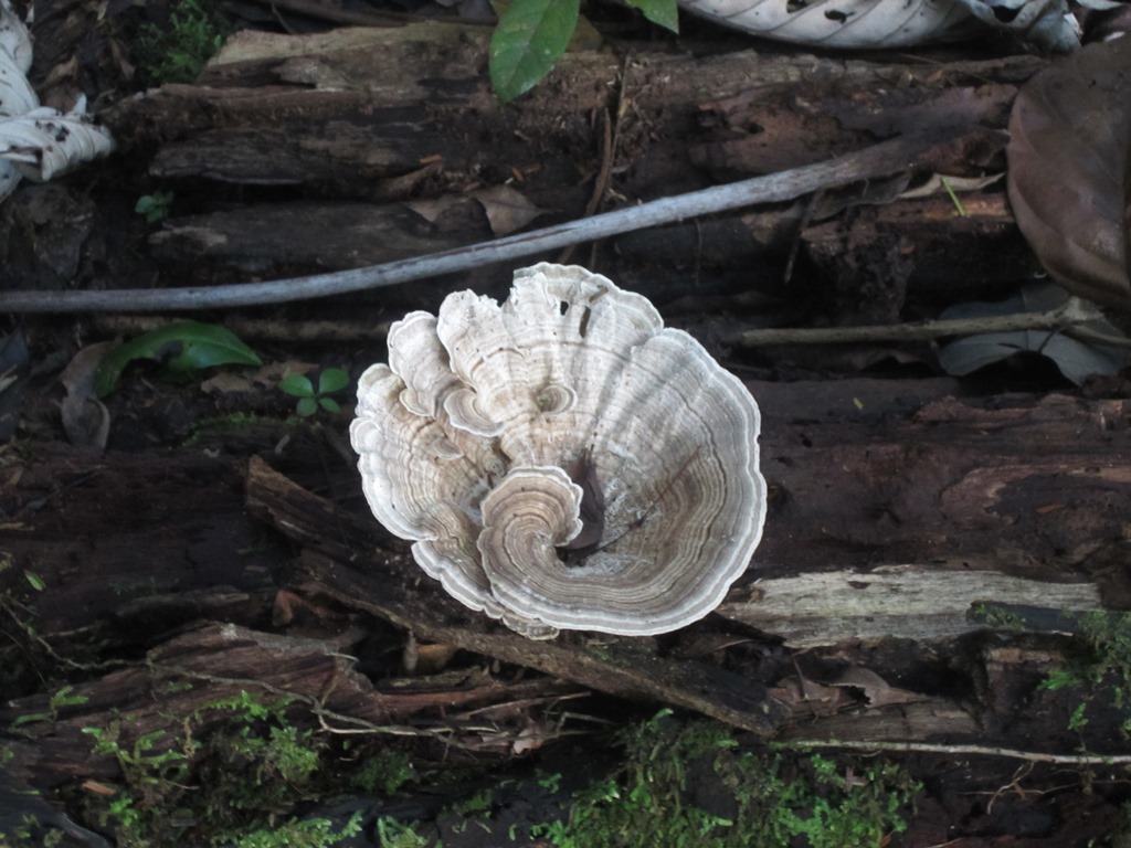 Iwokrama Rain Forest,  Guyana