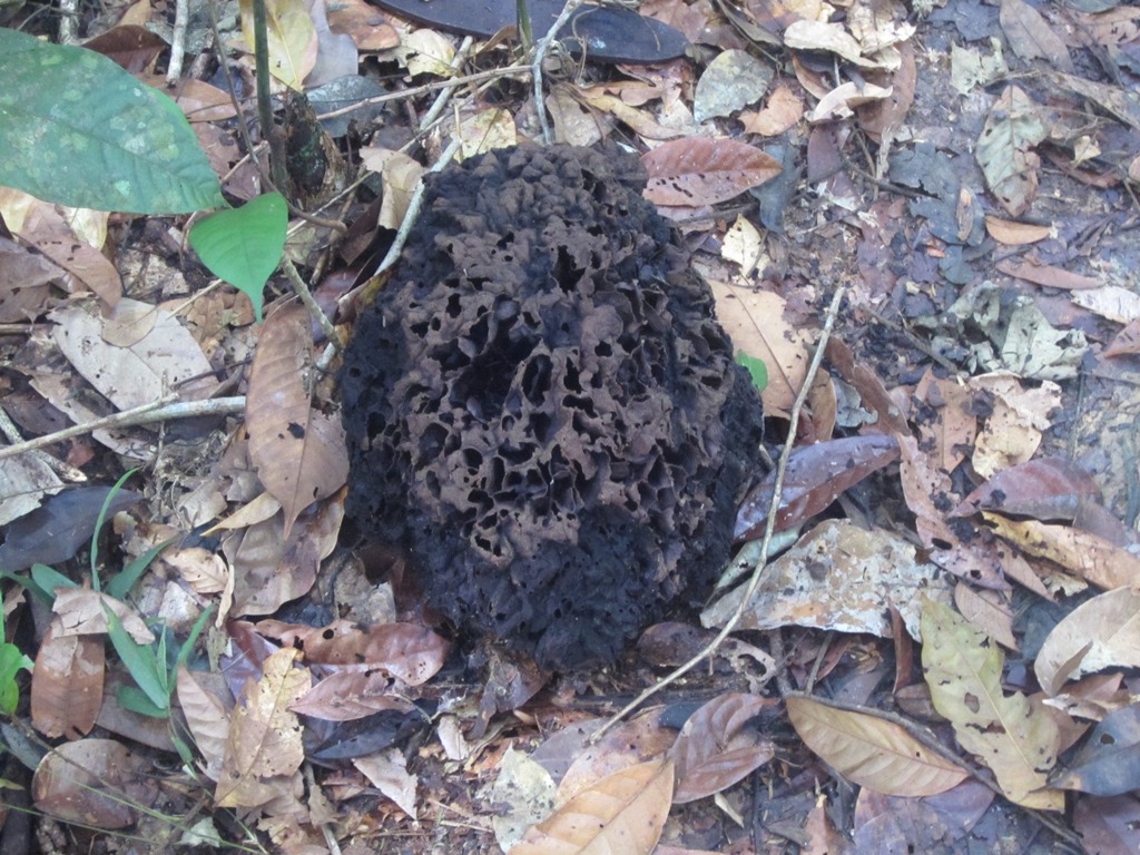 Wasp Nest, Iwokrama Rain Forest,  Guyana