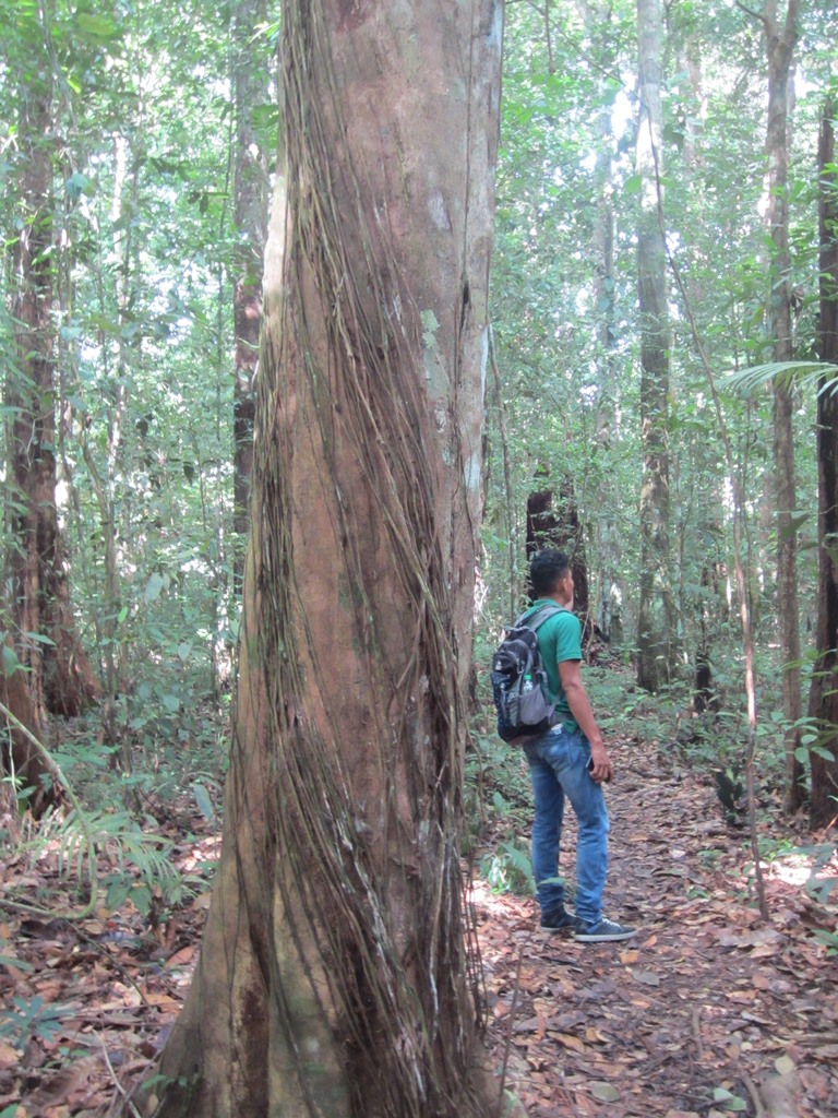 Iwokrama Rain Forest,  Guyana