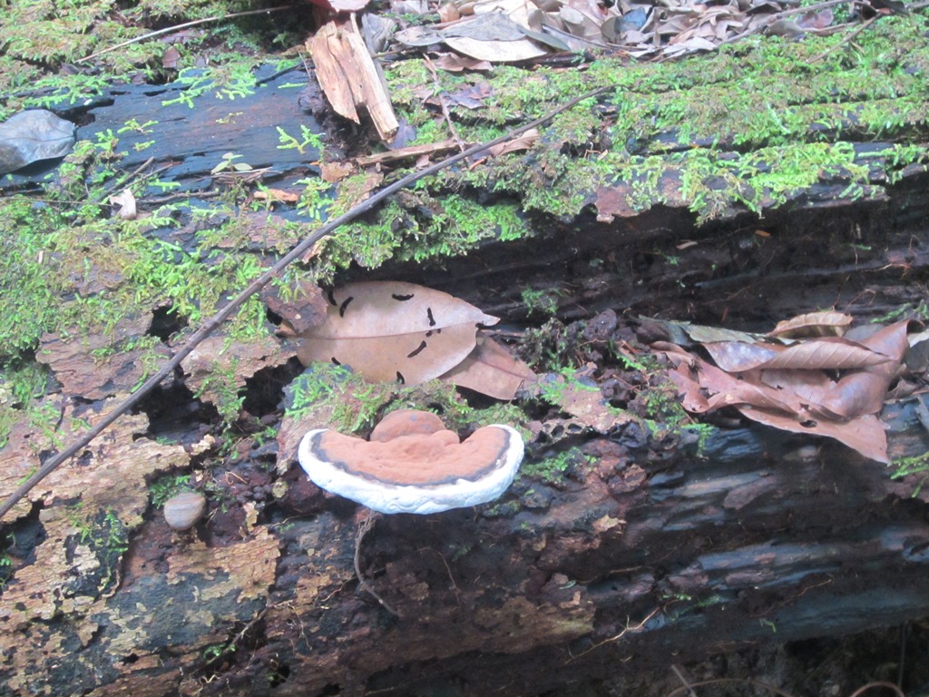 Iwokrama Rain Forest,  Guyana