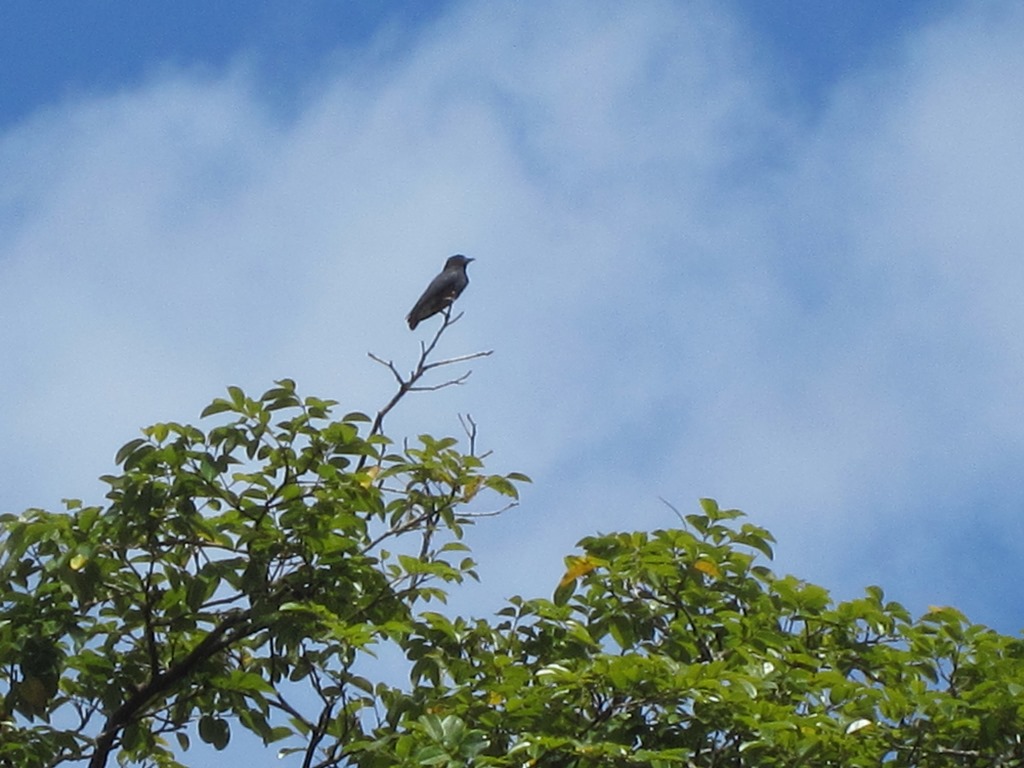 Iwokrama River Lodge, Essequibo River, Guyana