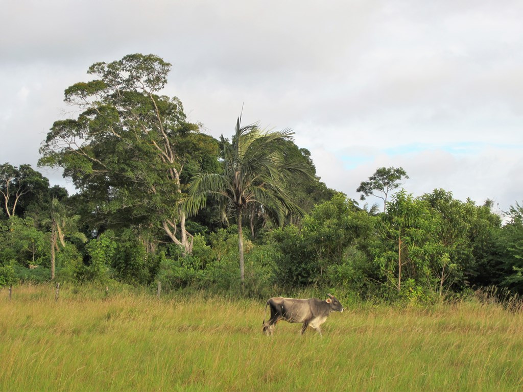 Surama, Guyana