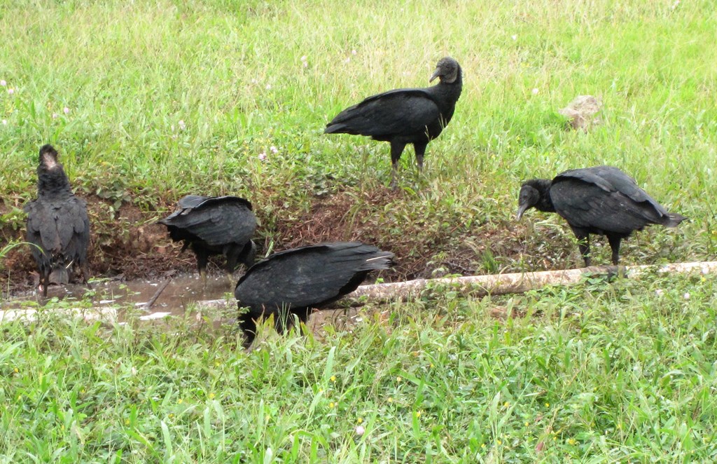 Surama Eco-Lodge, Guyana